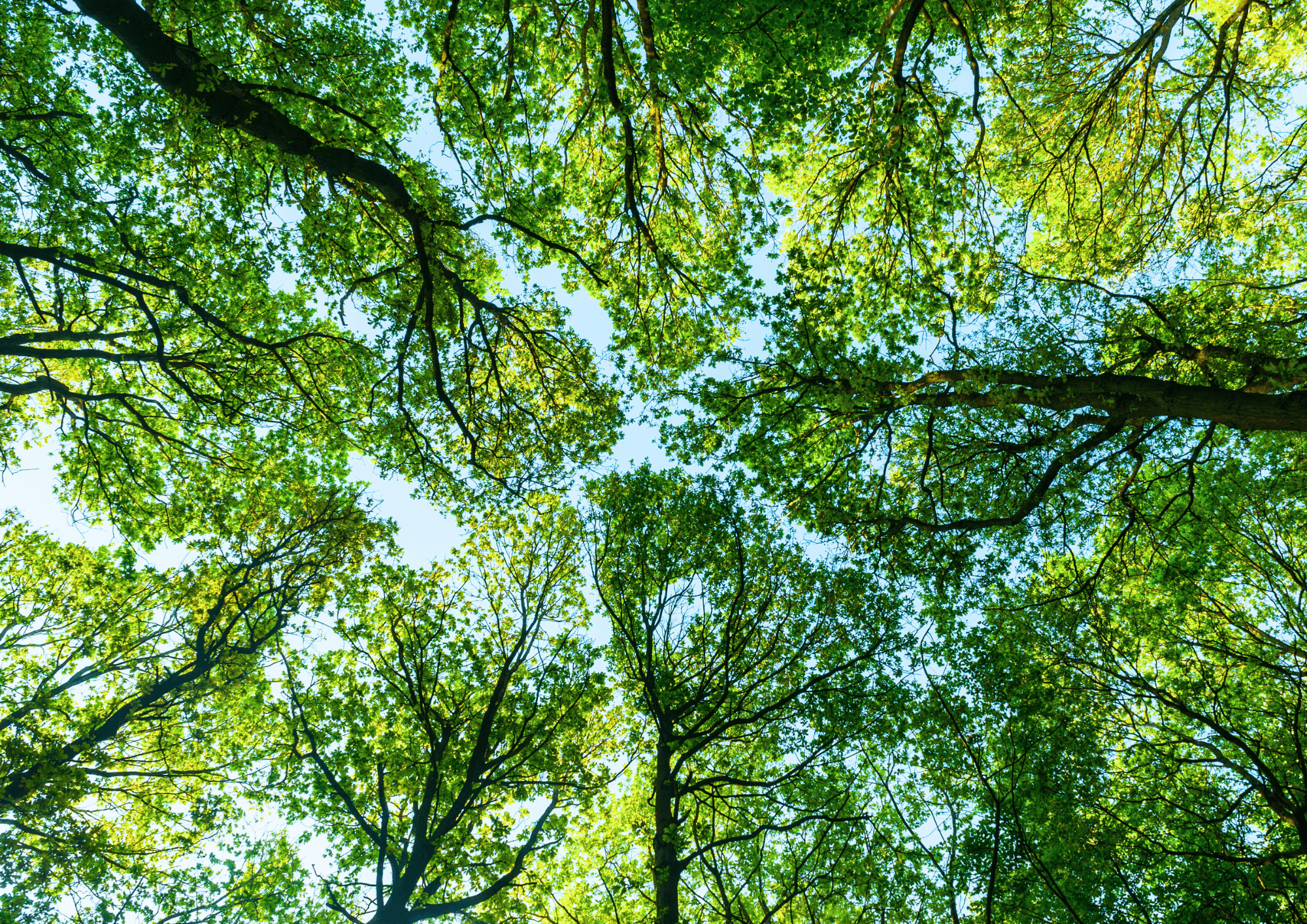 Medical research and respiratory care